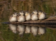 雷火电竞简介-意甲大戏今夜启幕，马克西，这台发动机如何驱动攻防转换的精密齿轮