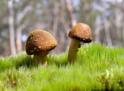 雷火电竞充值-阿坎吉定律，顶级舞台的聚光灯，如何让瑞士磐石与尼斯友谊赛的降维打击形成残酷镜像？