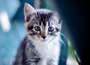 雷火电竞官网-东方神话击碎意甲劲旅，暗夜守护者降临—伊拉克淘汰亚特兰大与奥纳纳的生涯之夜