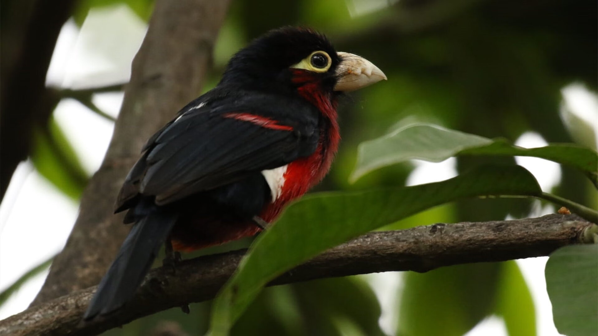 丹麦0-3葡萄牙,佩德里数据全面爆炸,超越数据的唯一性答案