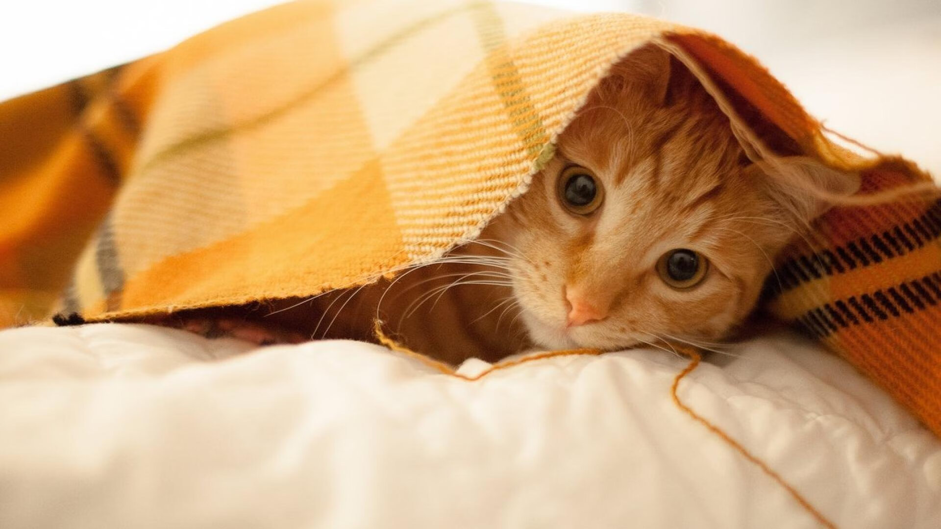 足球的平行宇宙，当潘帕斯雄鹰碾碎格子军团，看魔人哈兰德如何定义完美